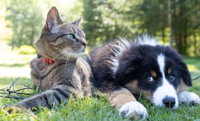 Cat and dog laying in grass